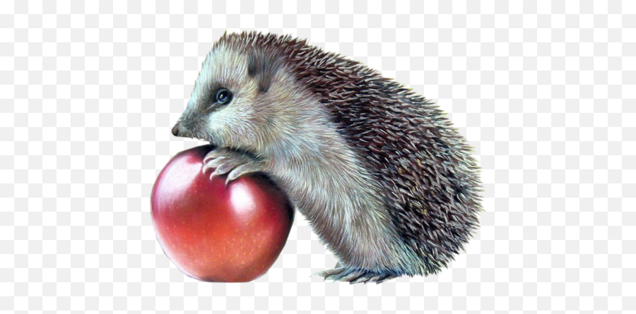 And Trending Porcupine Stickers - Sün Png Emoji,Porcupine Emoji