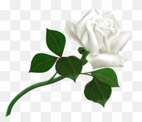 Transparent Background Hq Png Image - White Rose Clipart Transparent Background Emoji,White Rose Emoji