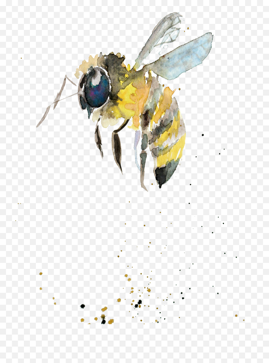 Bumblebee Watercolor Painting Drawing - Watercolor Bee Transparent Background Emoji,Bumblebee Emoji