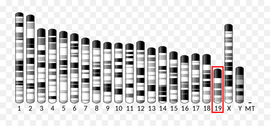 Ideogram House Mouse Chromosome 19 - Mouse Chromosome Ideogram Emoji,Heavy Metal Emoticons