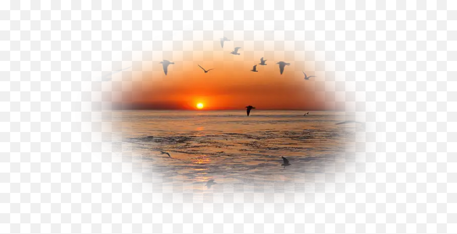 Sea Sunset Birds - Birds Flying In The Sunset Emoji,Sunrise Bird Emoji