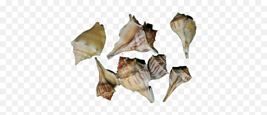 Murex Shells Transparent Background - Conch Emoji,Conch Shell Emoji