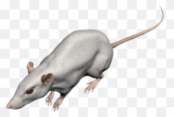 Rat Rats Dark Eboy - Rat Emoji,Rat Emoji