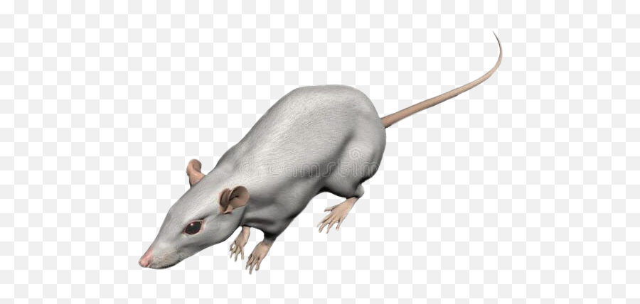Rat Rats Dark Eboy - Rat Emoji,Rat Emoji