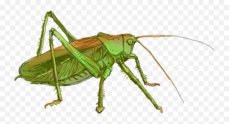 Cricket Clipart Katydid Cricket Katydid Transparent Free - Band Winged Grasshoppers Emoji,Cricket Emoji