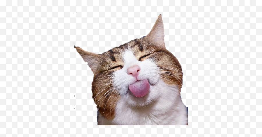 Animated Emojis Tumblr Posts - Animals Being Cute,Surprised Cat Emoji