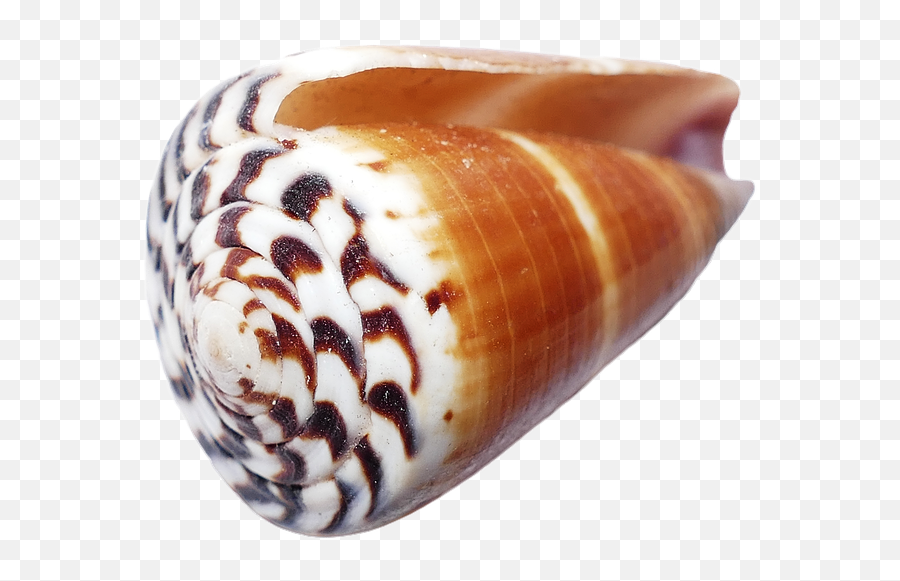 Seashell Shells Sea - Seashell Emoji,Conch Shell Emoji