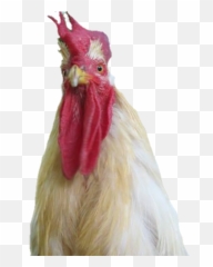 Photobomb Chicken Rooster - Rooster Emoji,Rooster Emoji