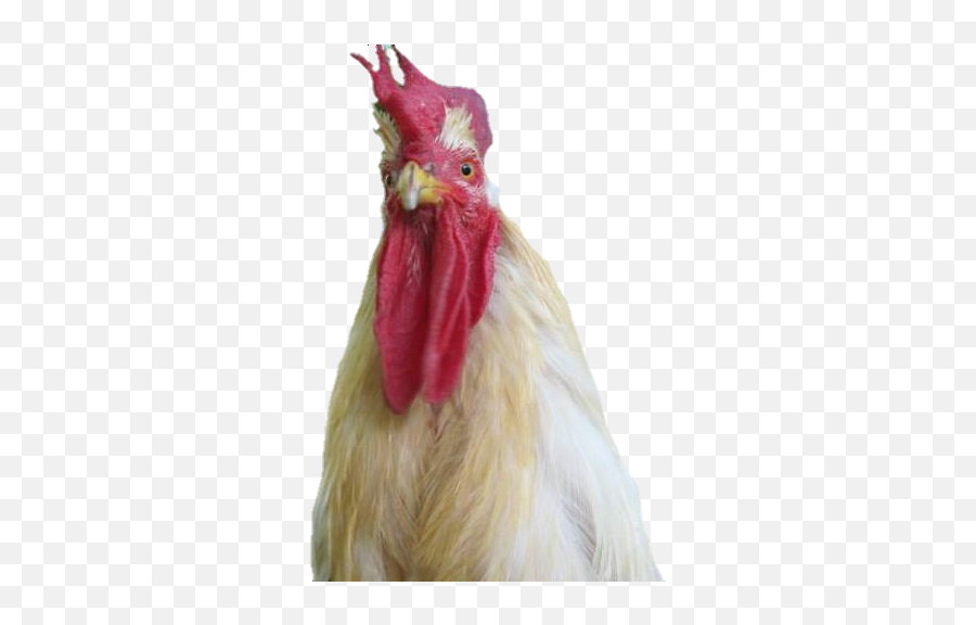 Photobomb Chicken Rooster - Rooster Emoji,Rooster Emoji