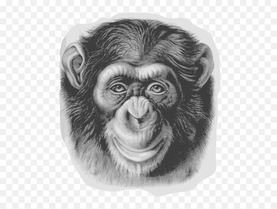 Chimpanzee Head - Head Of Monkey Png Emoji,Laughing Crying Emoji