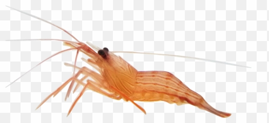Shrimp Live Transparent u0026 PNG Clipart Free Download - YWD Alive No Background Emoji