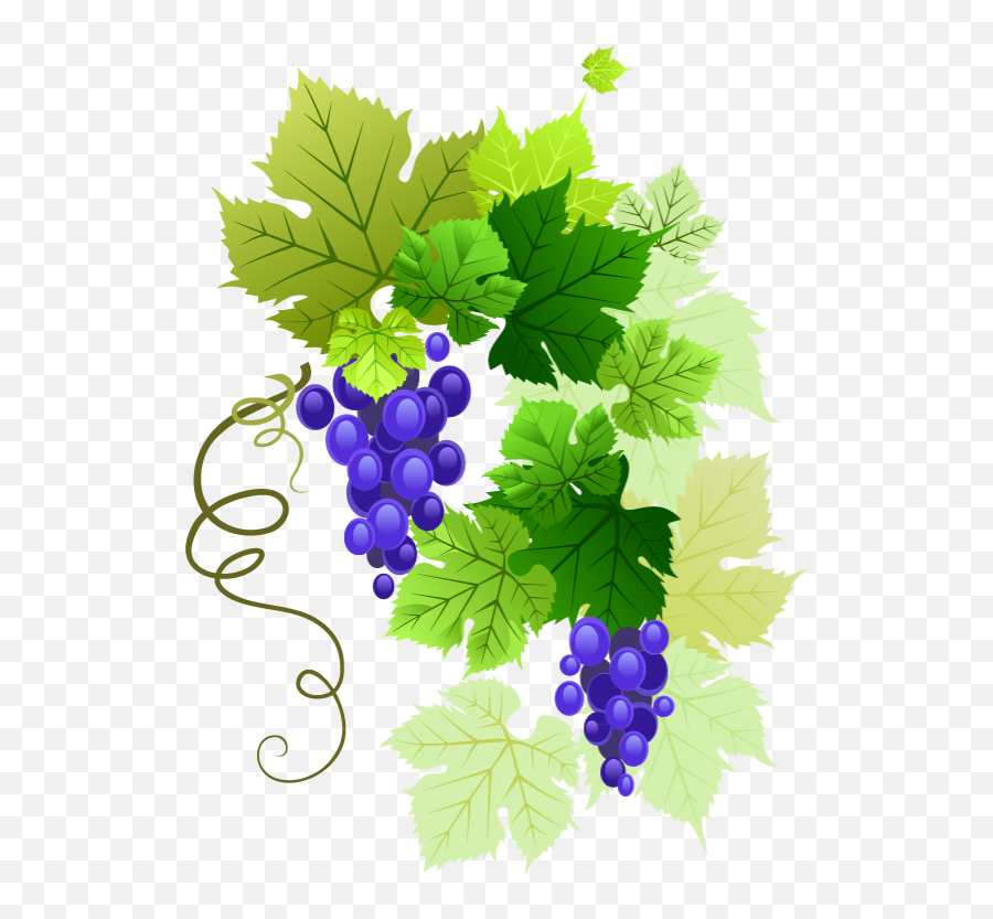 Grapes Vine Vines Stems Decoration Borders Terrieasterl - Grape Vine Border Emoji,Grape Emoji Png