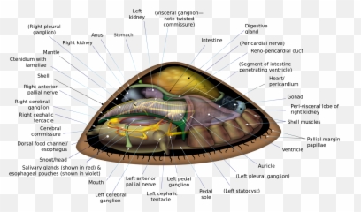 Featured Picture Candidates - Anatomy Of Limpet Emoji