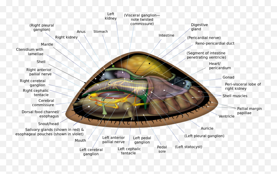 Featured Picture Candidates - Anatomy Of A Limpet Emoji,Scratching My Head Emoji