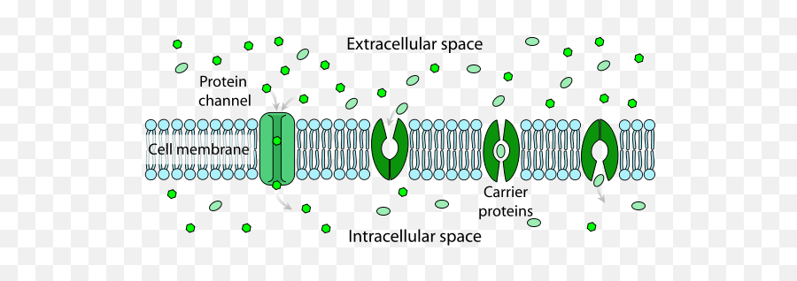 Scheme Facilitated Diffusion In Cell - Extracellular Space Vs Intracellular Space Emoji,Emoji Cases