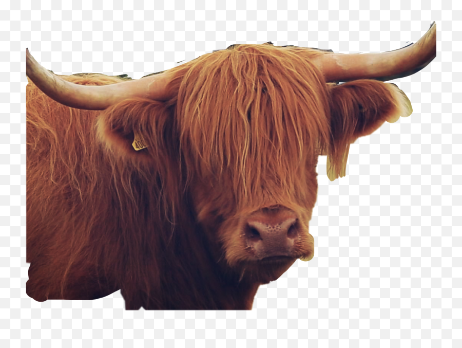 Buffalo Horns Animal Brown Hairy - Bull Emoji,Buffalo Emoji