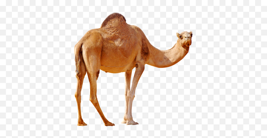 Free Png Images - Transparent Camel Png Emoji,Camel Emoticons