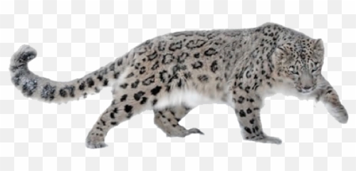 Leopard Leopards Snowleopard - Snow Leopard On White Background Emoji,Leopard Emoji