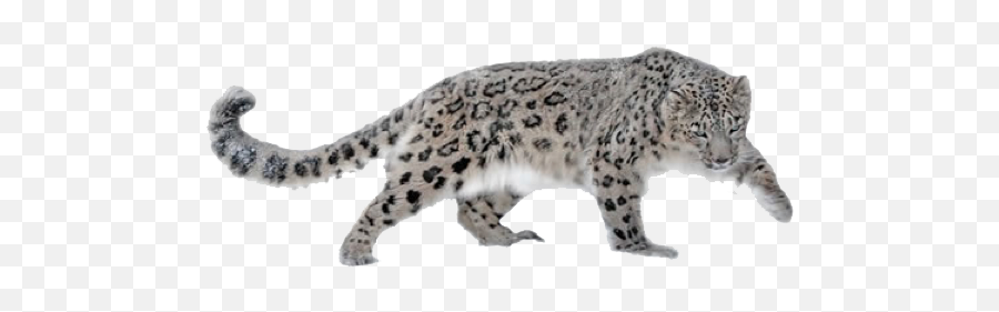 Leopard Leopards Snowleopard - Snow Leopard On White Background Emoji,Leopard Emoji