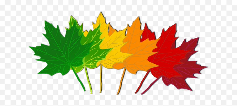 Leaves Maple Leaf Clipart Black And White Free Clipart - September Leaves Clipart Emoji,Maple Leaf Emoji