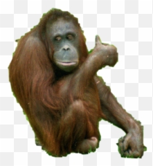 And Trending Orangutan Stickers - Common Chimpanzee Emoji