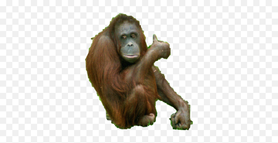 And Trending Orangutan Stickers - Common Chimpanzee Emoji,Orangutan Emoji