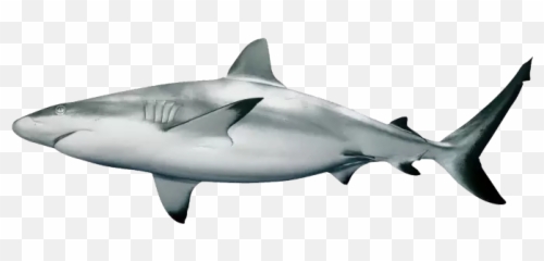 Popular And Trending Shark Stickers - Reef Shark White Background Emoji,Shark Emoji