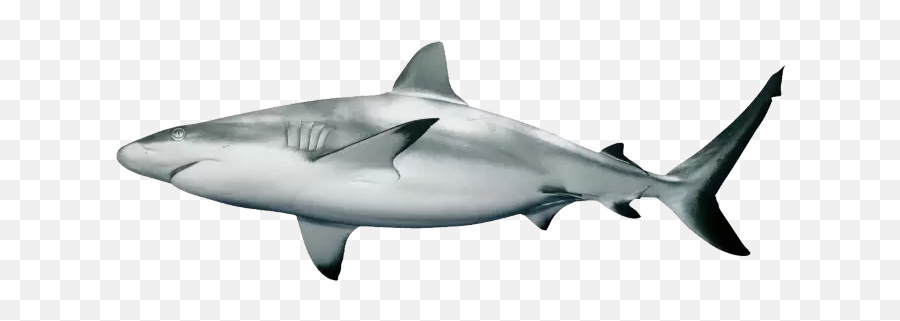 Popular And Trending Shark Stickers - Reef Shark White Background Emoji,Shark Emoji