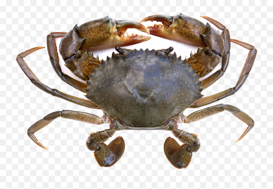 Crab Sticker Crabsticker Freetoedit - Mud Crab Transparent Emoji,Crab Emoji