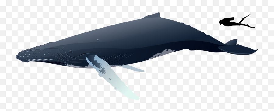 Humpback Whale Size - Colors Are Humpback Whales Emoji,Whale Emoji