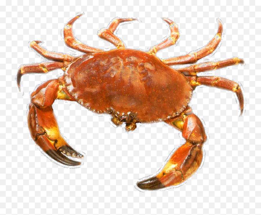 Ftestickers Sealife Crab Sticker - Transparent Crab Emoji,Crab Emoji Meme
