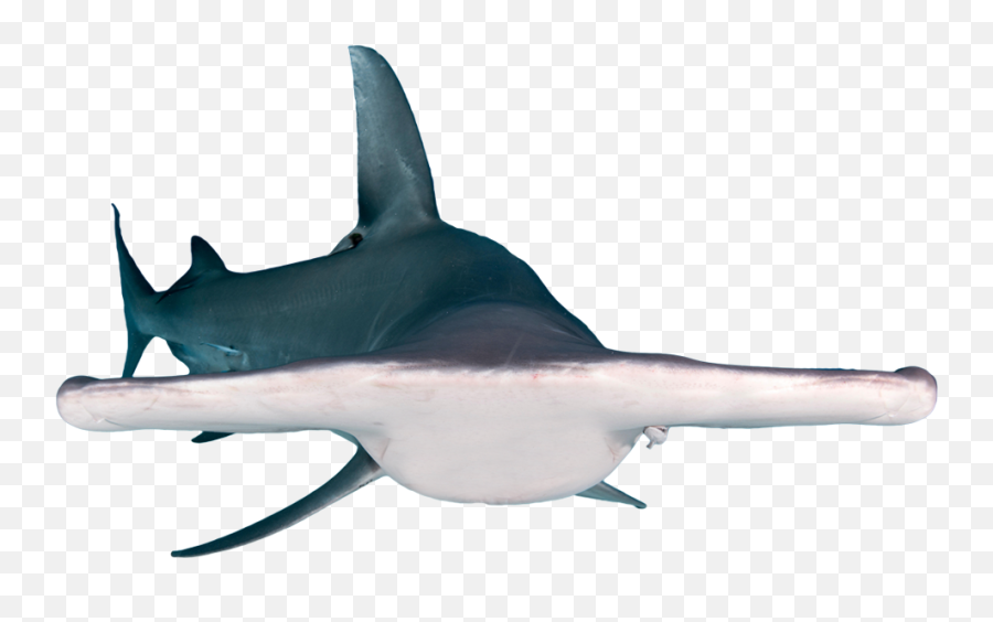 Create A Chimera - Hammerhead Shark Png Transparent Emoji,How To Make A Shark Emoji
