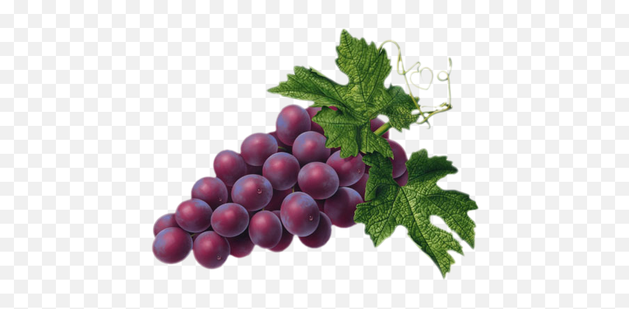 Fruit Clipart Image Grapes Image 2 - Grape Fruits Png Emoji,Grape Emoji