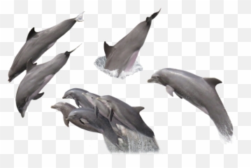 Free Pinball Dolphin Images - Imagenes De Delfines Png Emoji,Hippie Emoticon