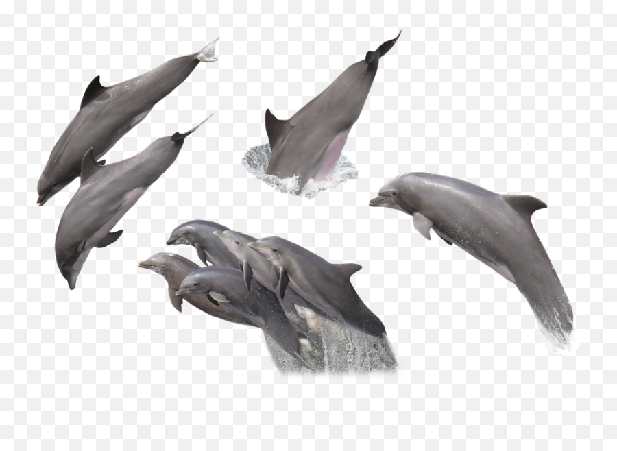 Free Pinball Dolphin Images - Imagenes De Delfines Png Emoji,Hippie Emoticon