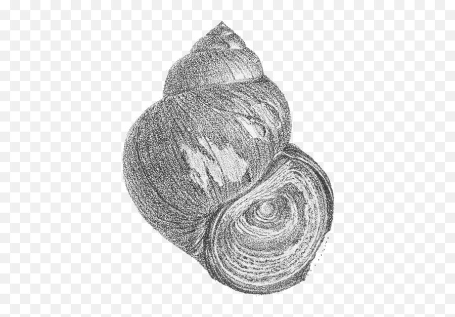 Cipangopaludina Cathayensis Shell - Eastern Mud Snails Drawing Emoji,Conch Shell Emoji