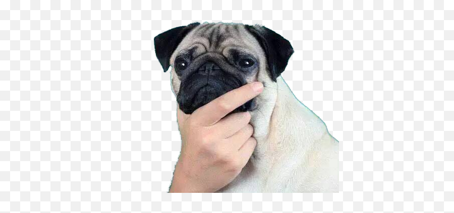 Thinking Pug Emoji,Thonkang Emoji