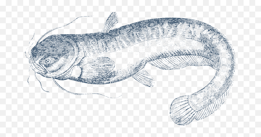Hatch Drawing Fish Transparent Png - Lele Wels Emoji,Catfish Emoji