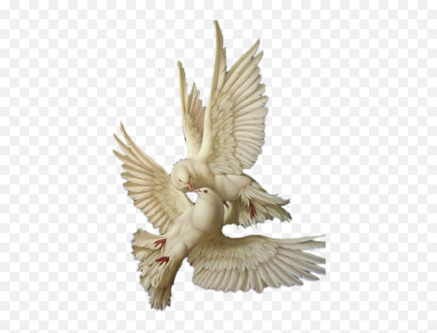 Angelic Angel Bird Aesthetic Dove Lovecore Angelcore - Angelic Aesthetic Png Emoji,Dove Emoji