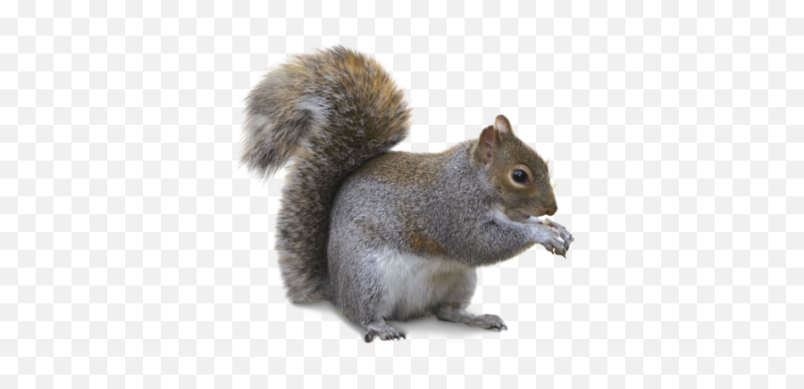 Squirrel Png And Vectors For Free Download - Eastern Gray Squirrel Transparent Emoji,Squirrel Emoji
