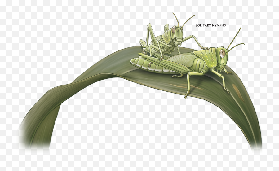 Routes Belgique Camera Clipart - Grasshopper Emoji,Cricket Insect Emoji