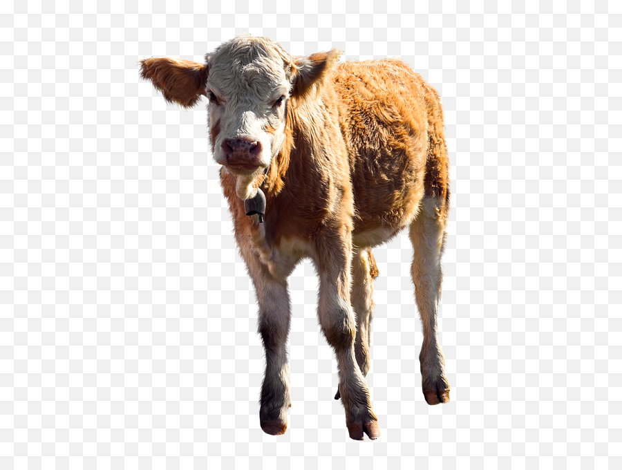1 Free Calf Cow Images - Becerro Png Emoji,New Jersey Emoji