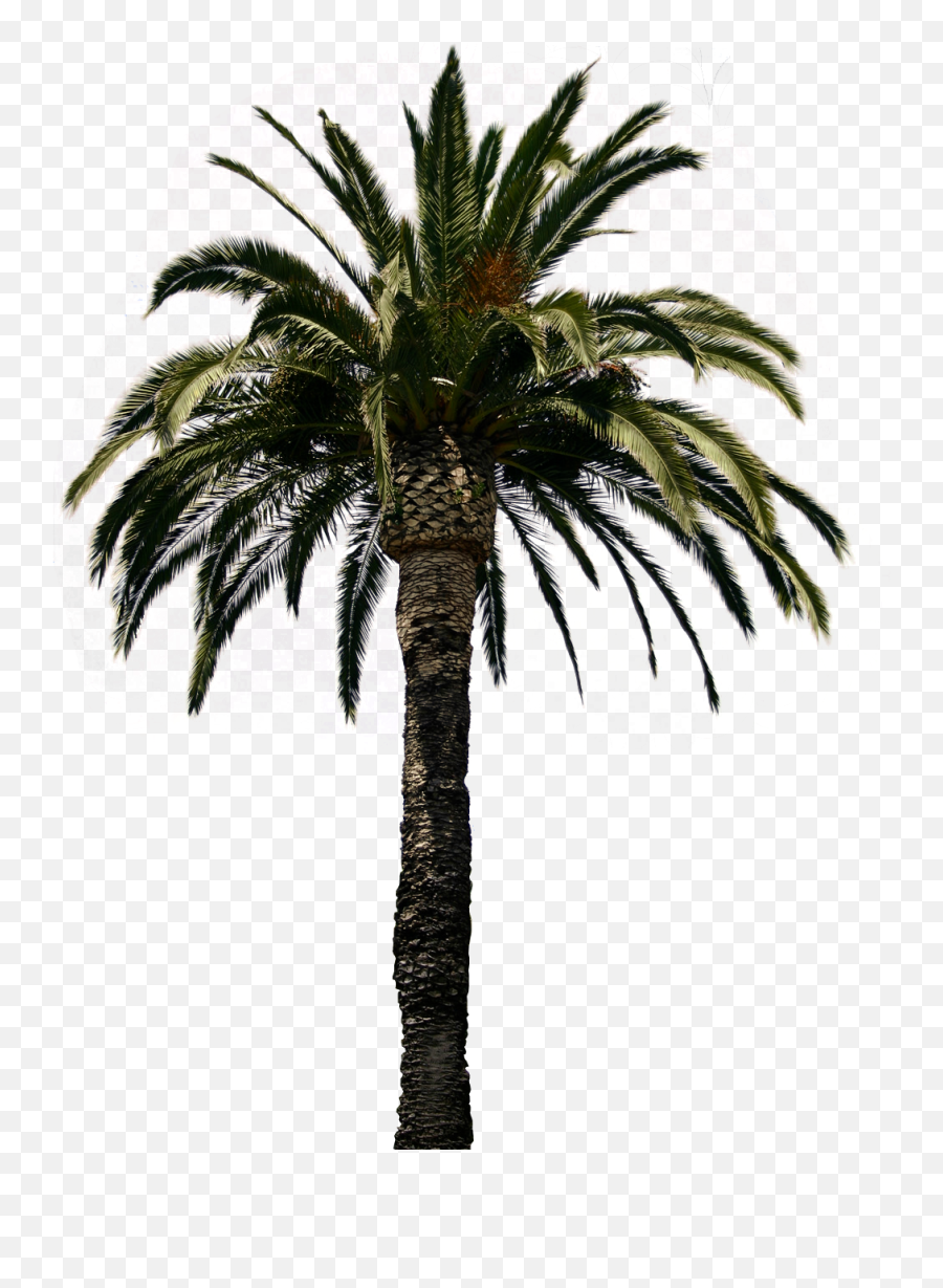 Date Palm Trees Hd Image - Real Palm Tree Png Emoji,Palm Tree Emoji Png