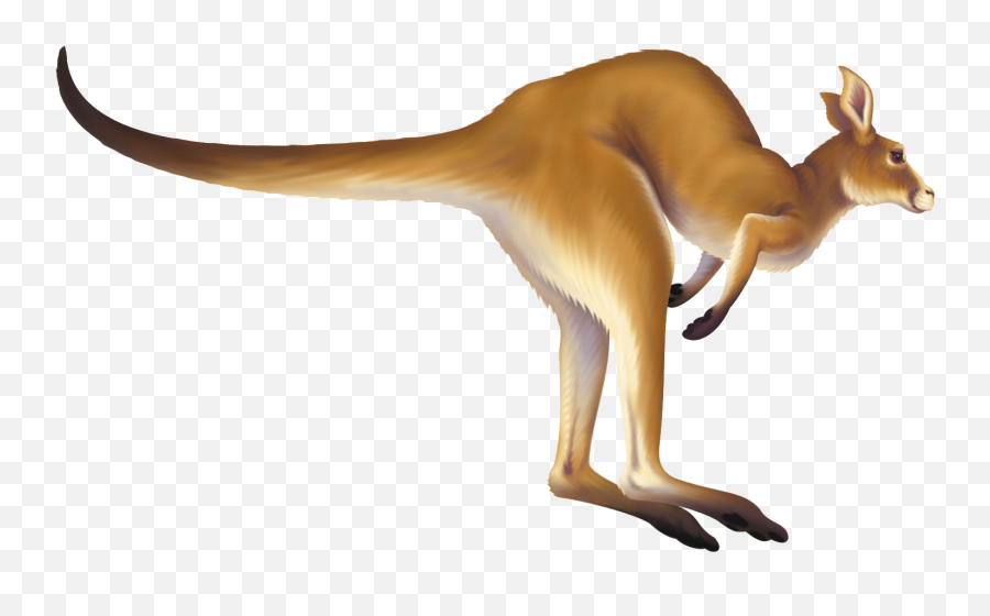 Download Kangaroo Png Hq Png Image - Animated Kangaroo Png Emoji,Kangaroo Emoji