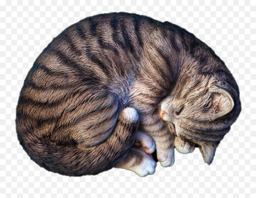 Cat Sleep Sleeping Jhyuri - Cat Emoji,Sleeping Cat Emoji