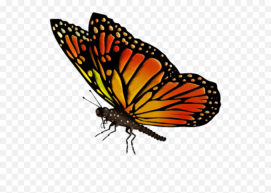 Monarch Butterfly Drawing Clip Art - Real Flying Butterfly Png Emoji,Butterfly Emoji