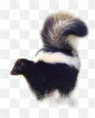Sticker - Striped Skunk Emoji