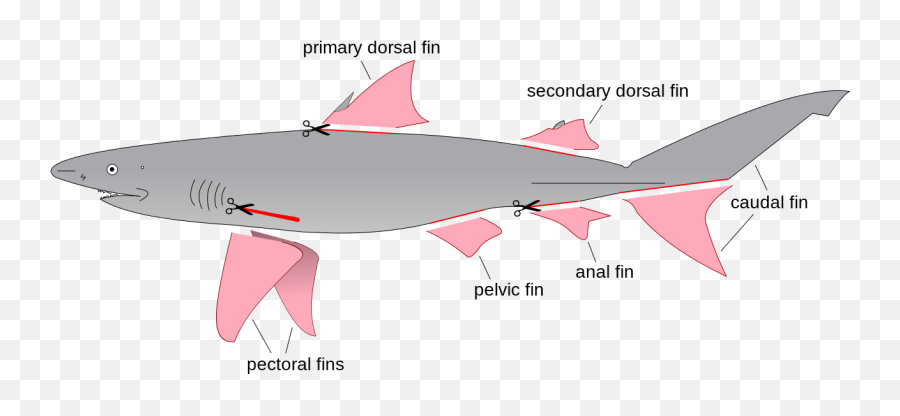 Vector Sharks Shark Fin Transparent - Shark Fins Emoji,Shark Fin Emoji