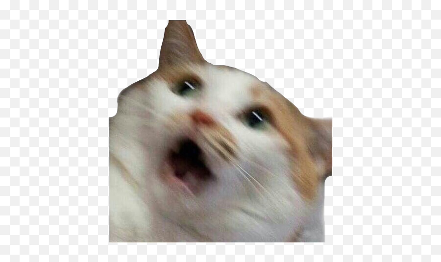Freetoedit Freetoremix Cat Surprised - Cat Meme Emoji,Surprised Cat Emoji