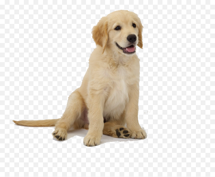 Labrador Retriever Png - Golden Retriever Puppy Png Emoji,Barking Dog Emoji